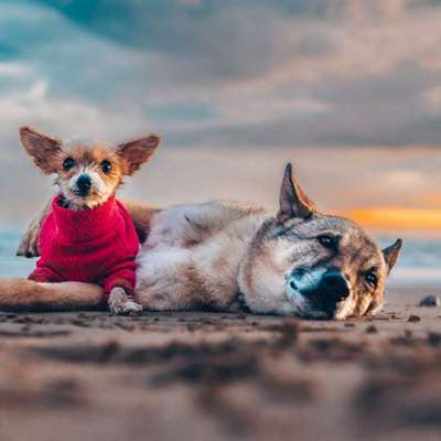 Hundetreffen-Entspanntes Gassi gehen-Bild