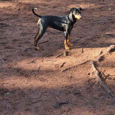 Liebhaber des Deutschen Pinscher gesucht.-Beitrag-Bild