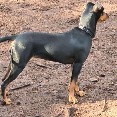 Seltene Rassen!-Beitrag-Bild