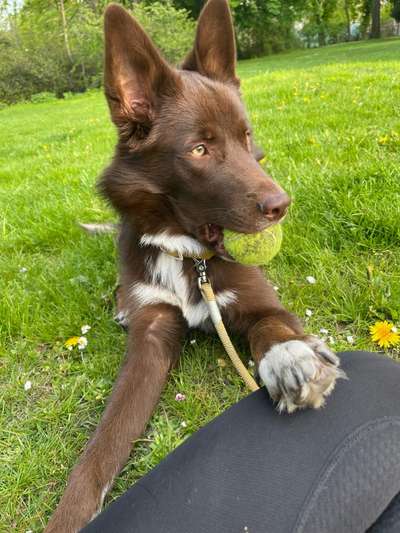 eure Junghunde 🐶🥰-Beitrag-Bild