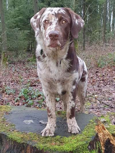 Labradorfans-Beitrag-Bild