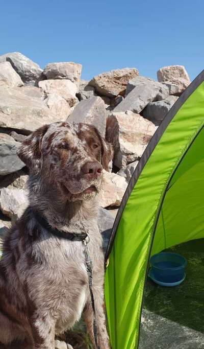 Labradorfans-Beitrag-Bild