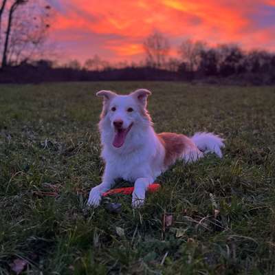 Hundetreffen-Paco sucht Freunde-Bild