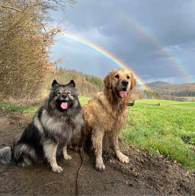 Hundetreffen-Treffen zum gemeinsamen Üben/ spazieren gehen-Bild