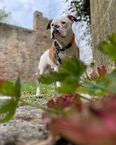 Olde English Bulldogge-Beitrag-Bild