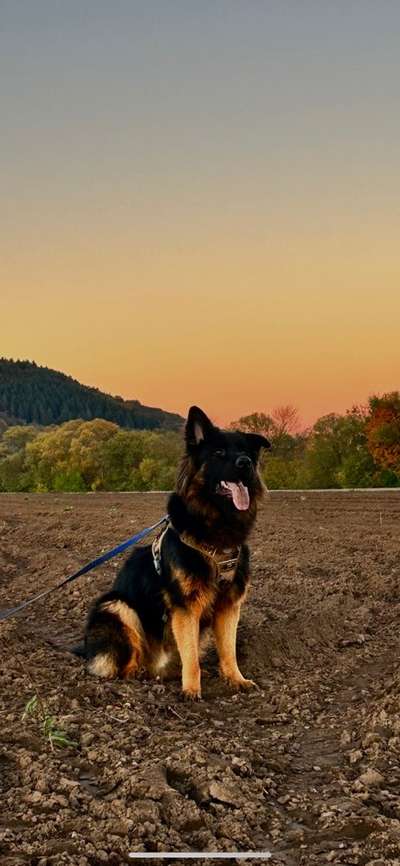 Hundetreffen-Gemeinsame Lern-/Spaziergänge-Bild