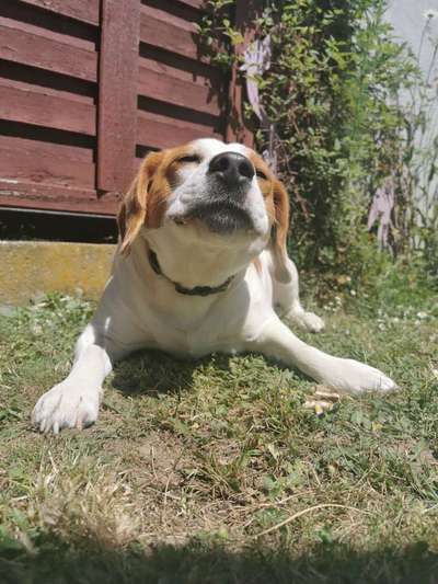 Mischlinge raten - Rätselspaß-Beitrag-Bild