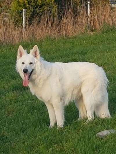 Die Dogorama Monats Challenge "Es grünt und blüht"-Beitrag-Bild