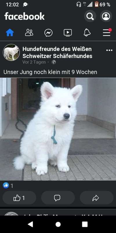 Welpen Bilder !-Beitrag-Bild