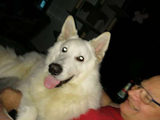 Schäferhund-Beitrag-Bild