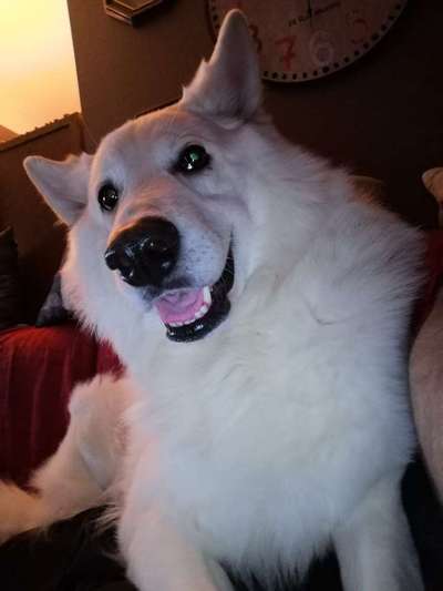 Fotochallenge Nr. 59 - Mein Hund zeigt die Zunge-Beitrag-Bild