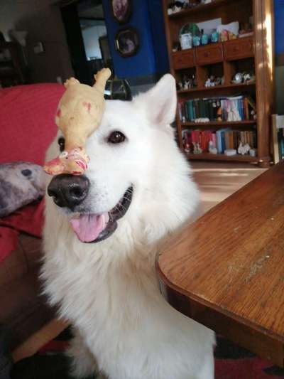 Fotochallenge Nr. 59 - Mein Hund zeigt die Zunge-Beitrag-Bild