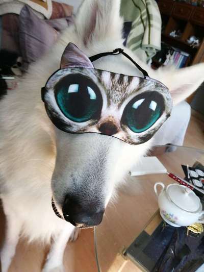 Hier ist der Spaßthread. Zum Schmunzeln und Kaputtlachen-Beitrag-Bild