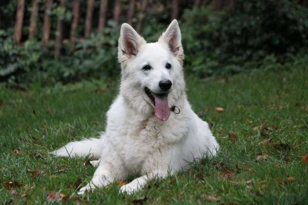 Schäferhund-Beitrag-Bild