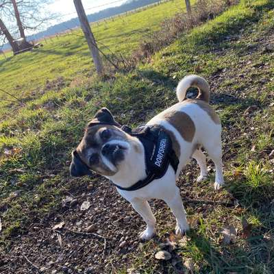 Hundetreffen-GassiRunden-Profilbild