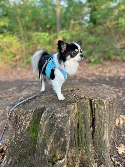 27. Handy Fotochallenge-Beitrag-Bild