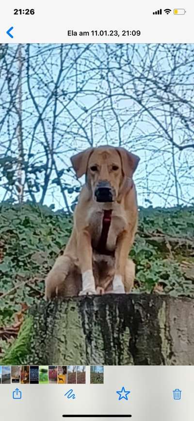 Auslandstierschutz-Beitrag-Bild