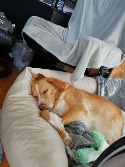 Mischlingshunde Foto Aufruf-Beitrag-Bild