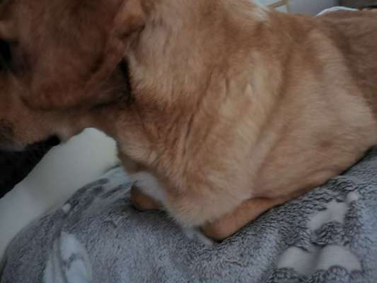 Mischlingshunde Foto Aufruf-Beitrag-Bild