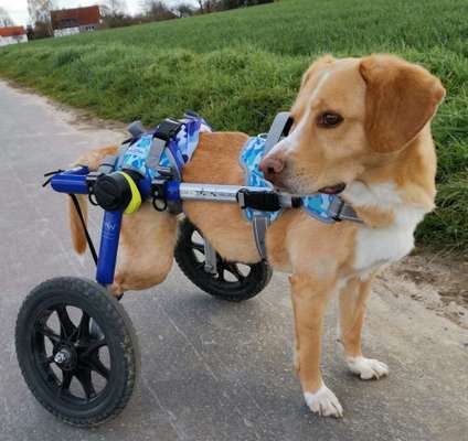 Mischlingshunde Foto Aufruf-Beitrag-Bild