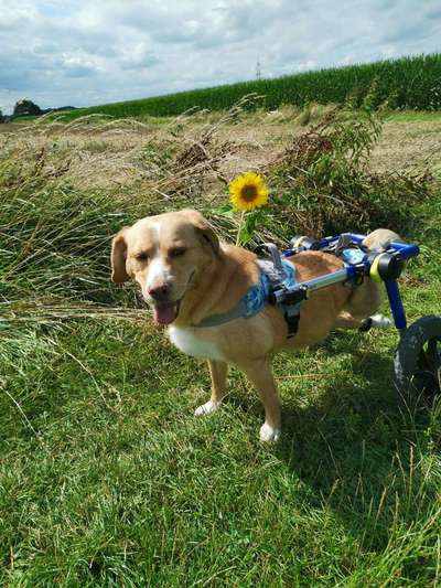 Mischlingshunde Foto Aufruf-Beitrag-Bild