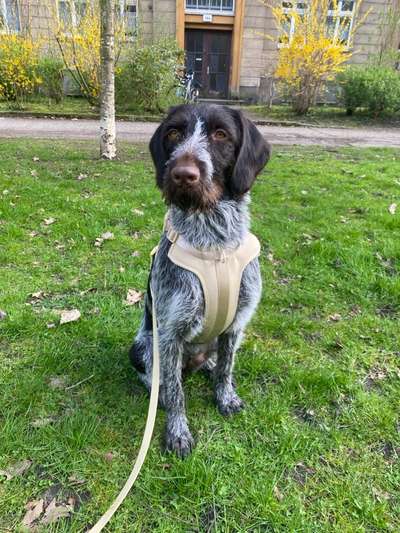 Auslandstierschutz-Beitrag-Bild