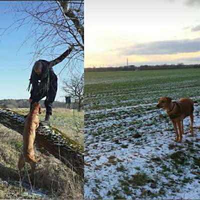 Hundetreffen-Hunderunde-Profilbild