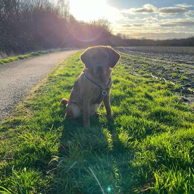 Hundetreffen-Spielen und Spazieren