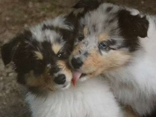 Welpen Bilder !-Beitrag-Bild