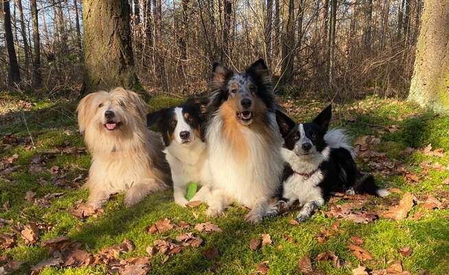 Fotochallenge No. 26                                     Wald und Wiese-Beitrag-Bild