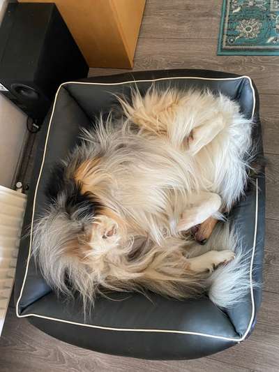 Zeigt mir die lustigsten Schlafpositionen eurer Fellnasen-Beitrag-Bild