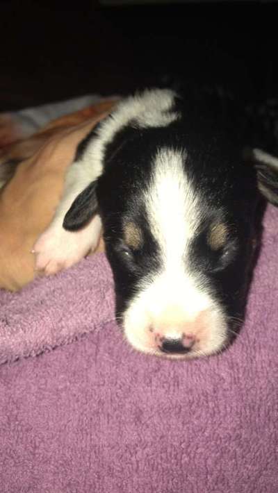 Welpen Bilder !-Beitrag-Bild