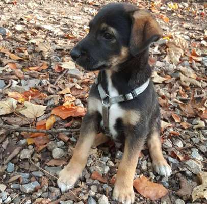 Welpen Bilder !-Beitrag-Bild