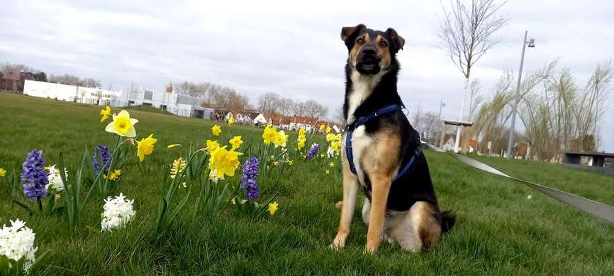 Die Dogorama Monats Challenge "Es grünt und blüht"-Beitrag-Bild