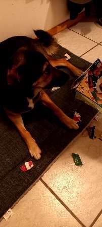 Zeig mir, dass du mit einem hund zusammenlebst....-Beitrag-Bild