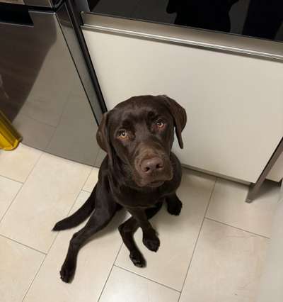 Hilfe ist mein 8 Monate alter Labrador Hüftkrank?-Beitrag-Bild