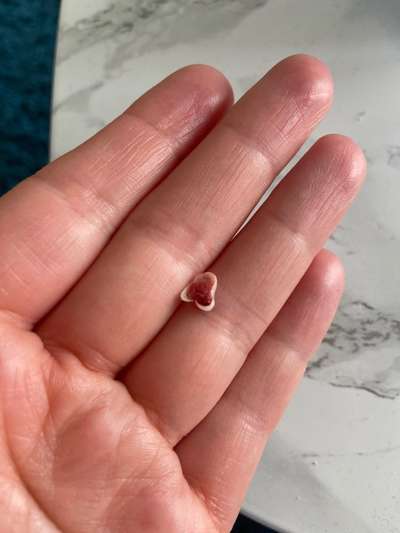 Eckzahn gefunden-Beitrag-Bild