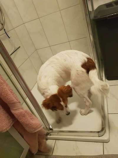 Kooikerhondje-Beitrag-Bild