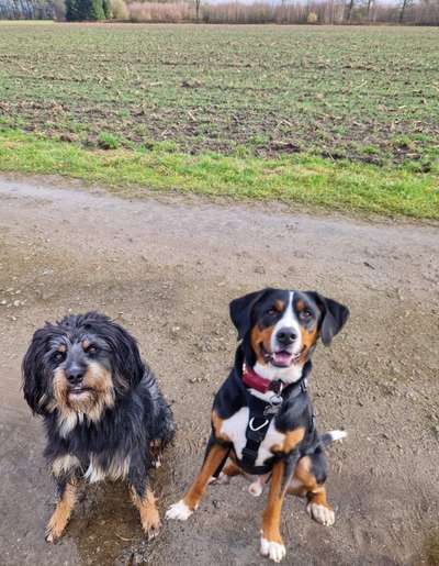 Hundetreffen-Gassi uvm.-Bild