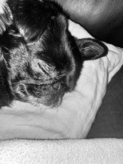 Seltene Rassen!-Beitrag-Bild