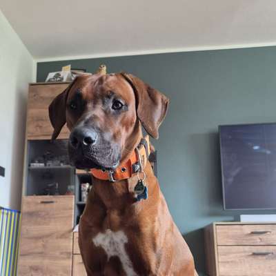 Hundetreffen-Social Walk und Training-Bild