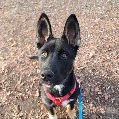 Hundetreffen-Spazieren beim Hallenbad Herzebrock-Bild