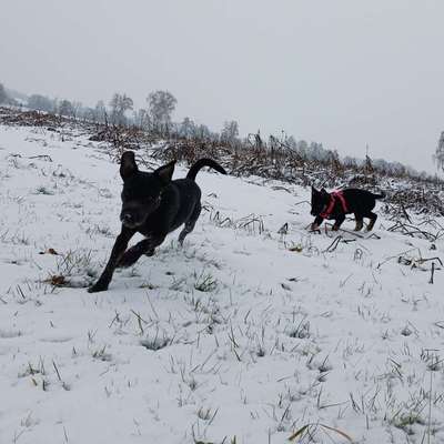 Hundetreffen-Hunde/Welpen Treff-Bild