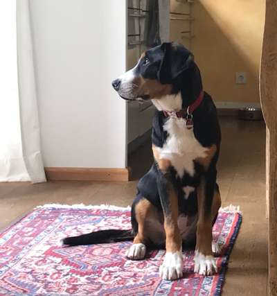 Weitere Große Schweizer Sennenhunde (oder andere große Rassen) hier?-Beitrag-Bild