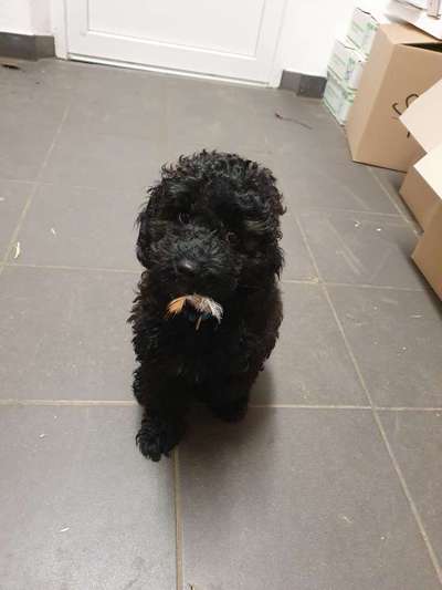 Als Welpen sind sie alle noch süßer-Beitrag-Bild