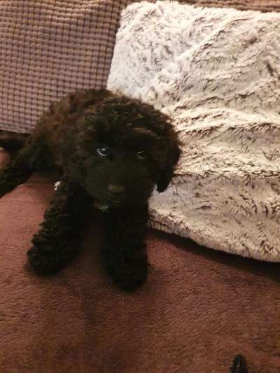 CHALLENGE NR. 19 - Der Hundeblick-Beitrag-Bild