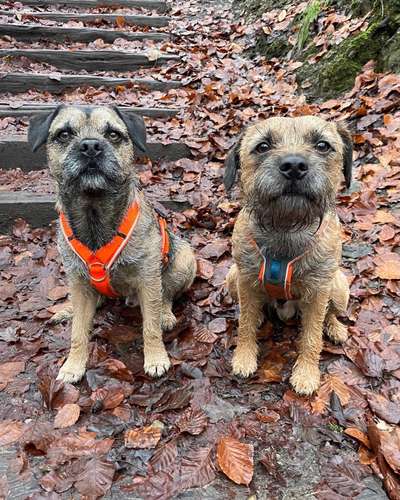 Border Terrier-Beitrag-Bild