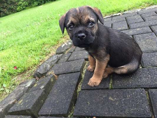 Welpen Bilder !-Beitrag-Bild