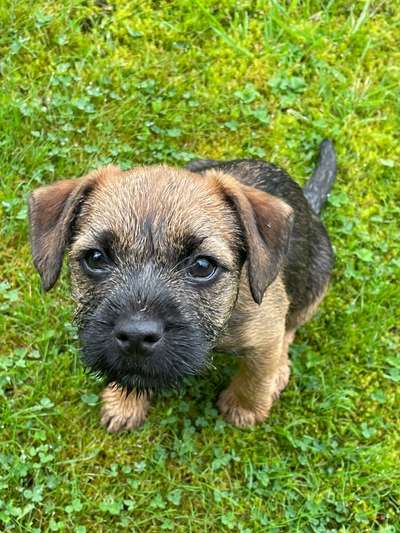 Welpen Bilder !-Beitrag-Bild