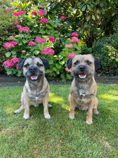 Border Terrier-Beitrag-Bild